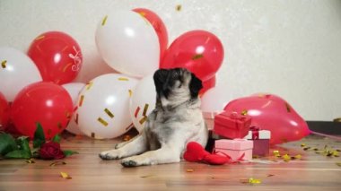 A cute pug celebrates Valentines Day, festive sparkles fall on him. Valentines Day and Dogs