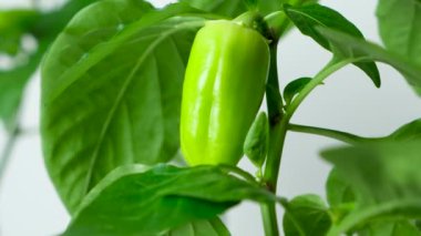 Growing peppers from seeds. Step 8 - small green pepper on the branch
