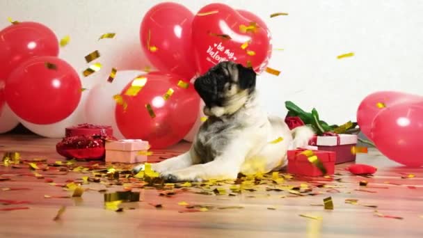 Cute Pug Celebrates Valentines Day Festive Sparkles Fall Him Valentines — стоковое видео