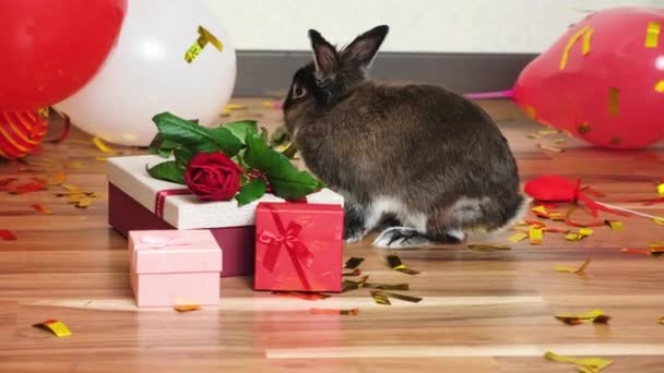 Rabbit Eats Rose Leaves Valentines Day Pets Holidays — Video Stock