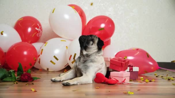 Sød Pug Fejrer Valentinsdag Festlig Gnister Falder Ham Valentinsdag Hunde – Stock-video