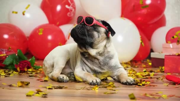 Funny Cool Pug Glasses Celebrates Valentines Day Red White Balls — Stock Video