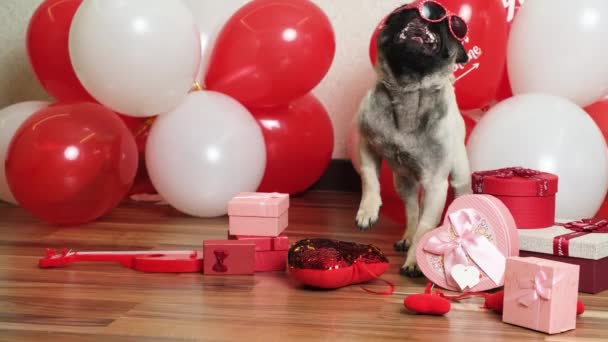 Pies Walentynki Fajny Zabawny Mops Próbuje Zdjąć Okulary — Wideo stockowe