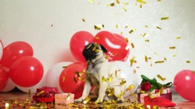 A cute pug celebrates Valentines Day, festive sparkles fall on him. Valentines Day and Dogs