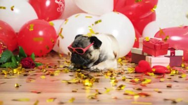 A cute pug celebrates Valentines Day, festive sparkles fall on him. Valentines Day and Dogs