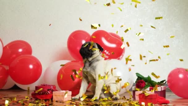 Cute Pug Celebrates Valentines Day Festive Sparkles Fall Him Valentines — Stockvideo