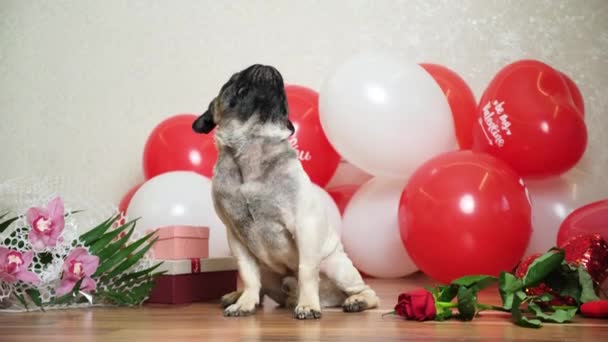 Cute Pugs Festive Balls Showered Rose Petals Valentines Day Dog — Stock Video