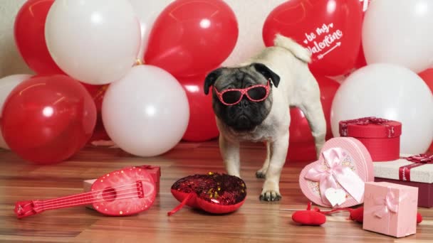 Funny Cool Pug Glasses Celebrates Valentines Day Red White Balls — Wideo stockowe