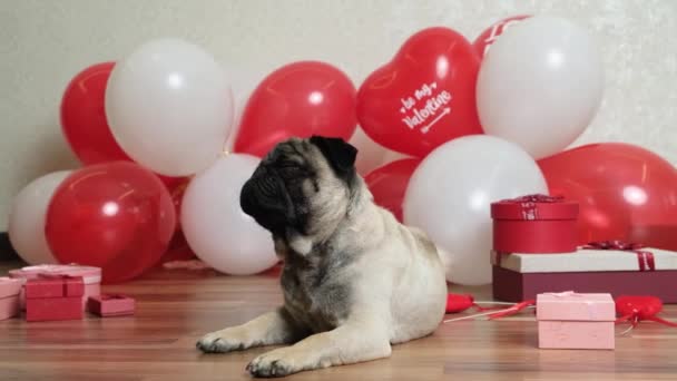 Pug Drăguț Amuzant Stă Lângă Bile Ziua Îndrăgostiților Animale Companie — Videoclip de stoc