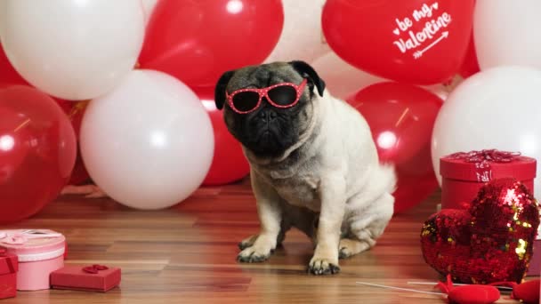 Gözlüklü Komik Bir Pug Sevgililer Gününü Kırmızı Beyaz Toplar Arasında — Stok video