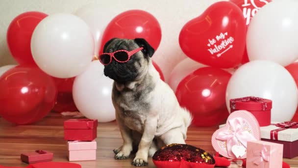 Funny Cool Pug Glasses Celebrates Valentines Day Red White Balls — стокове відео