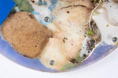 Mold and sprouted grains in an acrylic ant farm. Improper care of harvester ants, excessive humidity