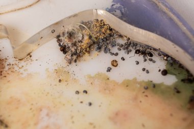 Mold and sprouted grains in an acrylic ant farm. Improper care of harvester ants, excessive humidity