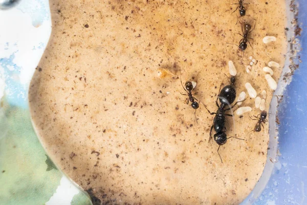 Ant queen and worker ant reaper, ant eggs on a plaster platform of an acrylic ant farm