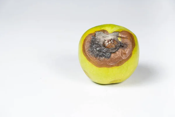 A rotten green apple on white background. Rot on fruit, spoiled fruit.