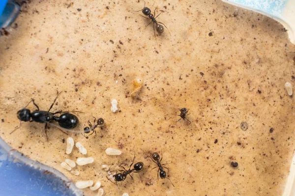 Ant queen and worker ants reaper, ant eggs on a plaster platform of an acrylic ant farm