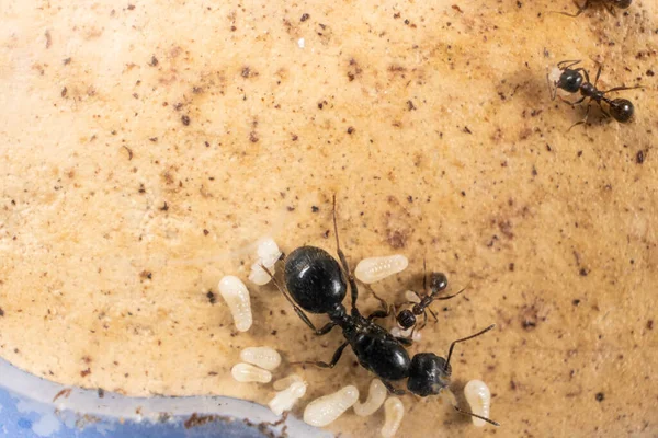 Ant queen and worker ants reaper, ant eggs on a plaster platform of an acrylic ant farm