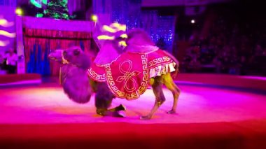 Camels kneel in the circus arena, animals participate in the show along with trainers. 7 January 2023, Dnipro, Ukraine.