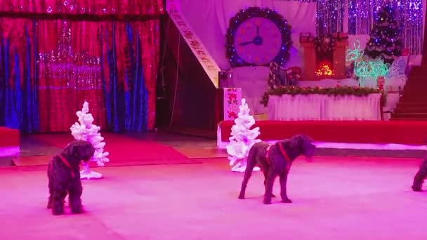 ピエロのトレーナーは アリーナで犬や猫と一緒にサーカスで実行します — ストック動画