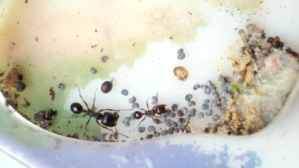 Mold Sprouted Grains Acrylic Ant Farm Improper Care Harvester Ants — ストック動画