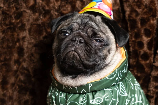 Portrait of a cute pug in a festive cap, who squints looking at the camera, celebrates his birthday.