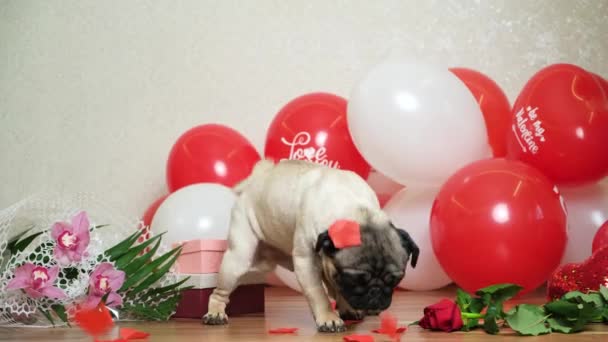Cute Pugs Festive Balls Showered Rose Petals Valentines Day Dog — Vídeos de Stock