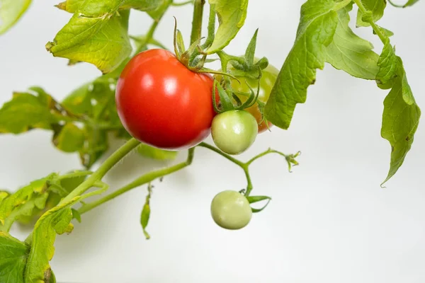 Ripe Cherry Tomatoes Branch White Background — Foto de Stock