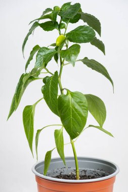 Growing peppers from seeds. Step 10 - small green pepper on the branch