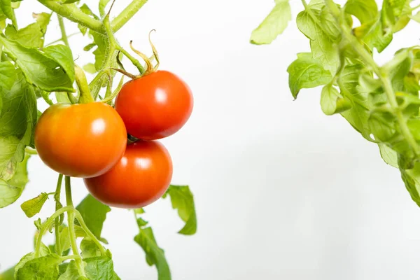 Odla Tomater Från Frön Steg För Steg Steg Mogna Tomater — Stockfoto