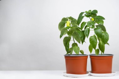 Growing peppers from seeds. Step 10 - small green peppers on the branch
