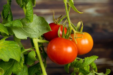 Ripe cherry tomatoes on a branch on a wooden background. Growing tomatoes at home.