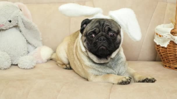 Kafasında Tavşan Kulağı Olan Komik Paskalya Köpeği Kanepede Yatıyor — Stok video