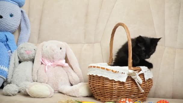 Pasen Katje Kleine Zwarte Maine Coon Klimt Uit Een Rieten — Stockvideo
