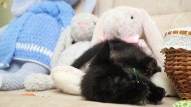 Komik siyah bir kedi maine rakunu bir oyuncağı kemiriyor, kanepede yatıyor, oynuyor, korkuyor ve kaçıyor..
