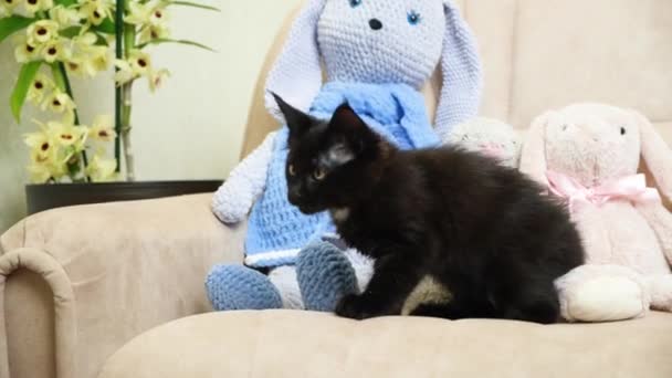 Mooi Zwart Klein Maine Coon Kitten Zit Bank Likt Tussen — Stockvideo