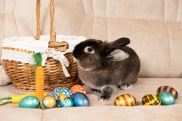 Słodki Wielkanocny Brązowy Królik Siedzi Kanapie Malowanymi Jajkami — Zdjęcie stockowe