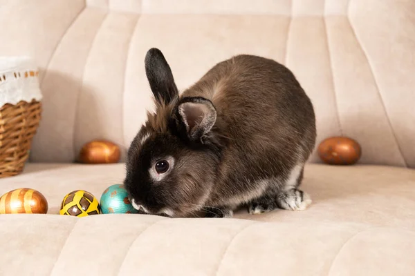 Lindo Conejo Marrón Pascua Sienta Sofá Con Huevos Pintados —  Fotos de Stock