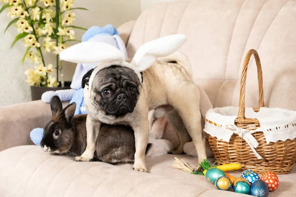 Wielkanocny Mops Królik Pies Króliczymi Uszami Przyjaźń Zwierząt Domowych Domu — Zdjęcie stockowe