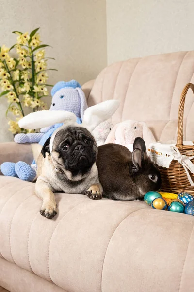 Påsk Pug Och Kanin Hund Med Rabbit Öron Sällskapsdjur Vänskap — Stockfoto