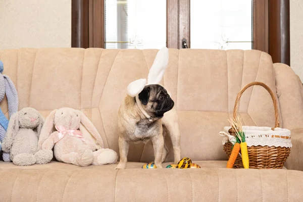 Perrito Pascua Con Orejas Conejo Cabeza Sofá Casa Huevos Pintados — Foto de Stock