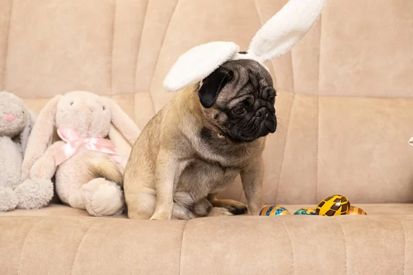 Perrito Pascua Con Orejas Conejo Cabeza Sofá Casa Huevos Pintados — Foto de Stock