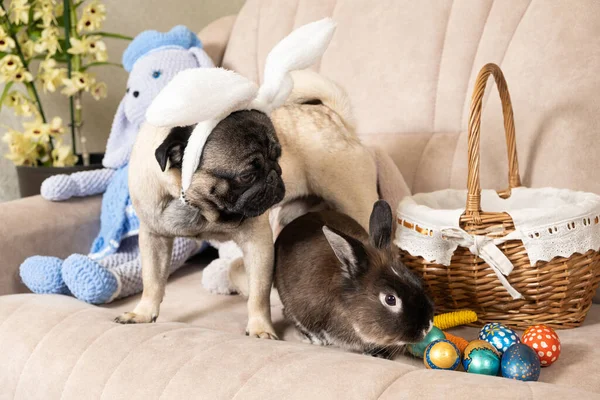Easter Pug and Rabbit, Dog with Rabbit Ears, Pet Friendship at Home.
