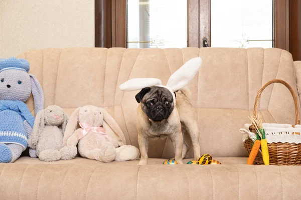 Perrito Pascua Con Orejas Conejo Cabeza Sofá Casa Huevos Pintados —  Fotos de Stock