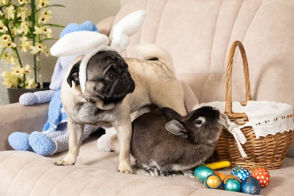 Easter Pug and Rabbit, Dog with Rabbit Ears, Pet Friendship at Home.