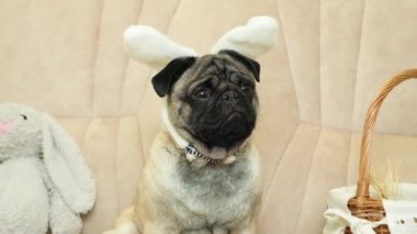 Kafasında tavşan kulağı olan sevimli bir köpek kanepeye oturur ve başka tarafa bakar. Paskalya Hayvanları.