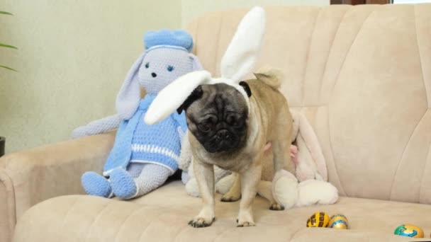 Una Mascota Pug Pascua Con Orejas Conejo Cabeza Celebra Las — Vídeos de Stock