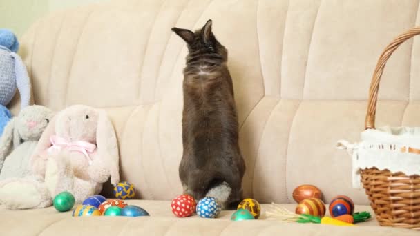 Zajączek Wielkanocny Mały Maine Coon Kotek Kanapie Domu Wśród Jaj — Wideo stockowe