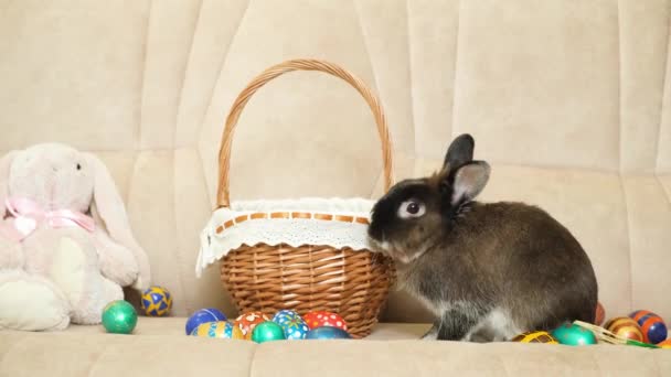 Смішні Домашні Тварини Святкують Великдень Дружба Мопса Кролика — стокове відео