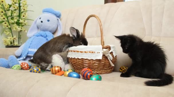 复活节宠物 兔子和黑猫玩篮子和蛋 — 图库视频影像
