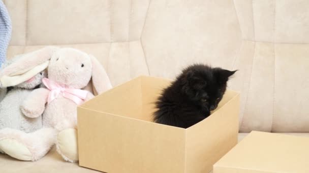 Een Grappig Klein Zwart Katje Maine Coon Speelt Een Kartonnen — Stockvideo